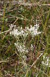 False fennel